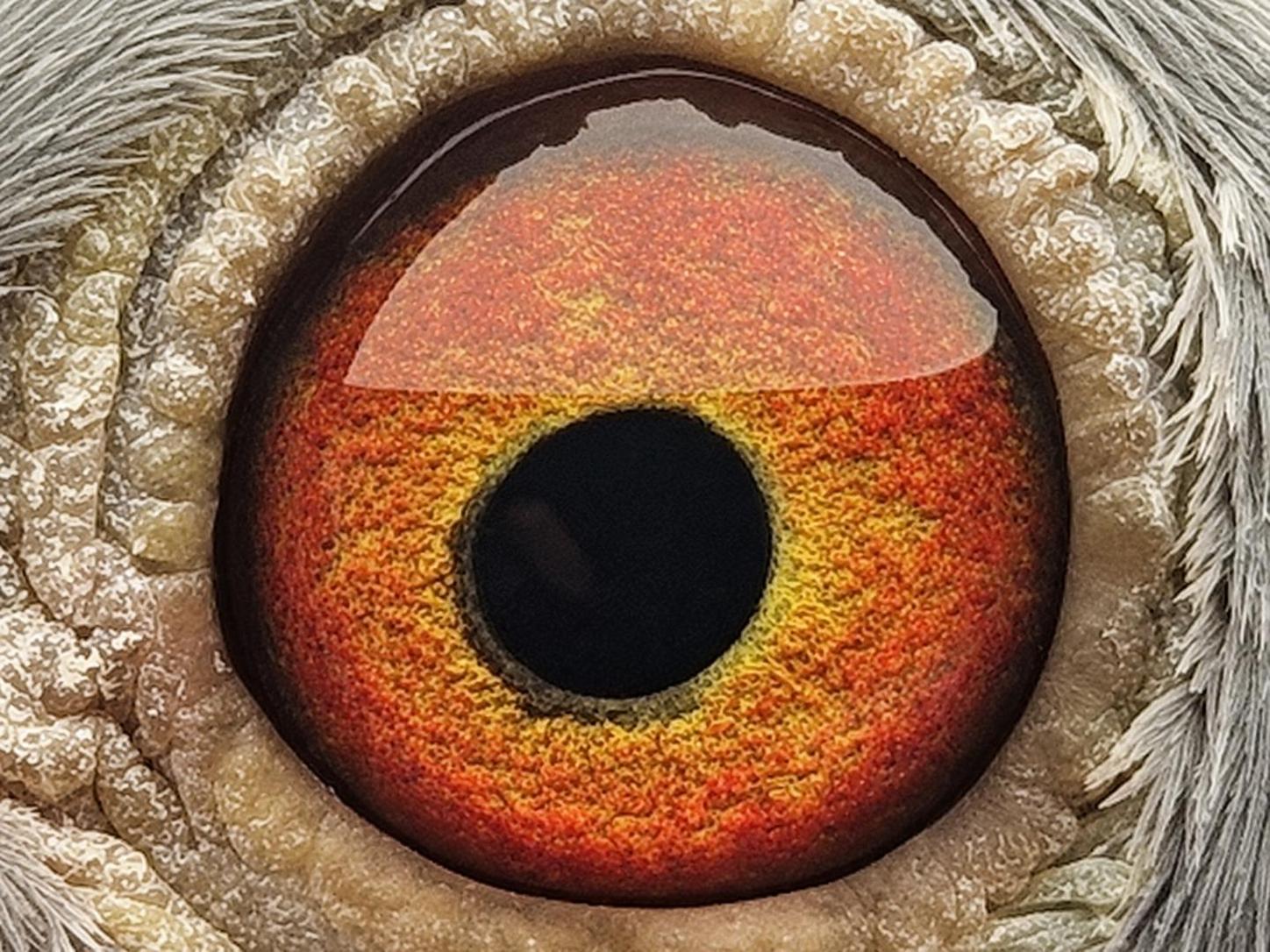 Pigeon eye